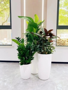 专业花卉租赁,宁波镇海的绿色时尚新选择